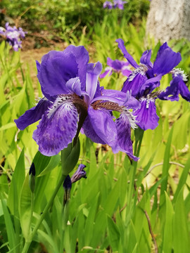 鸢尾花