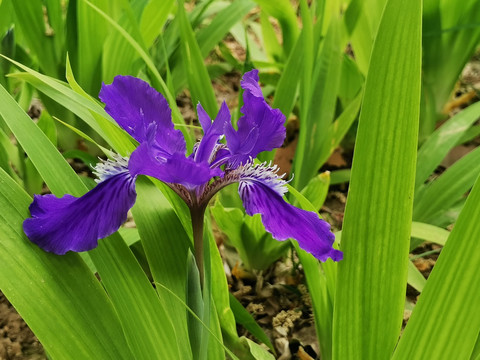 鸢尾花