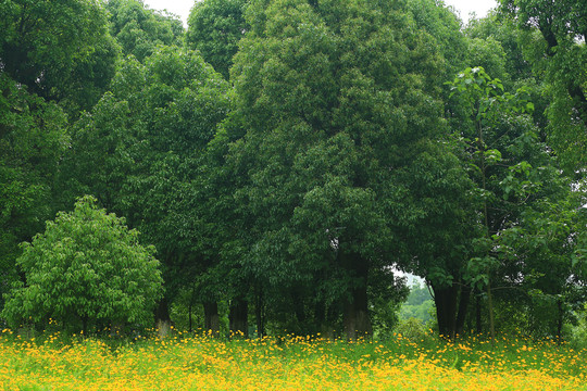 树林草地