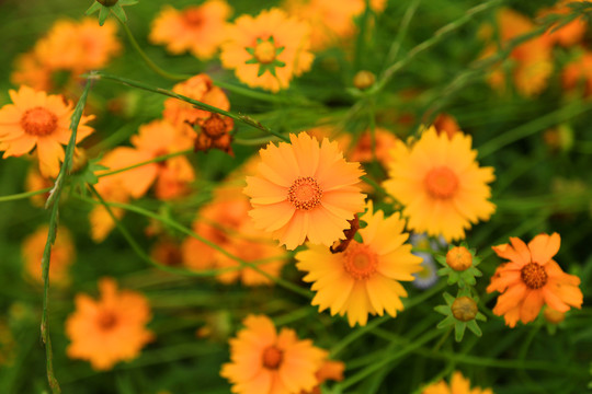 野菊花