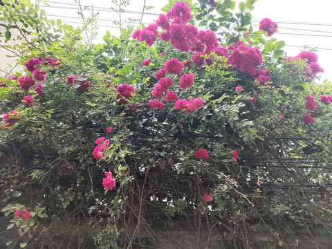 蔷薇花绿植墙