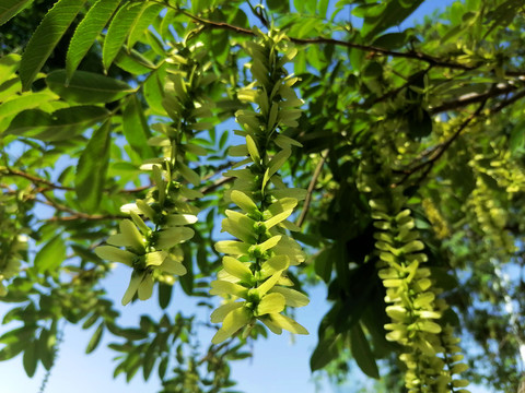 枫杨花序