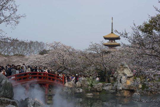 中国湖北武汉东湖磨山樱园樱花