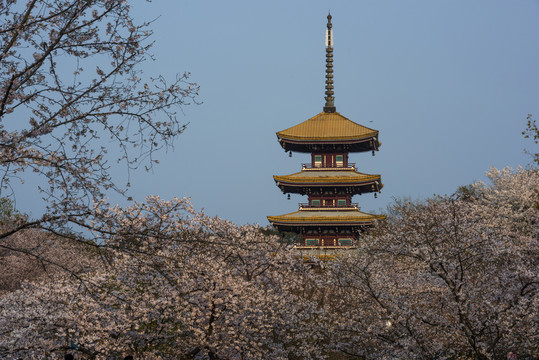 中国湖北武汉东湖磨山樱园樱花