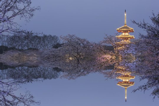 中国湖北武汉东湖磨山樱园樱花