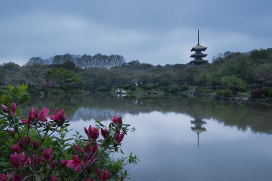 中国湖北武汉东湖磨山樱园樱花