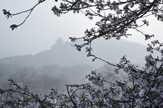 中国湖北武汉东湖磨山樱园樱花