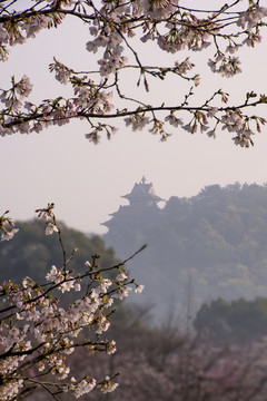 中国湖北武汉东湖磨山樱园樱花