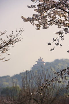 中国湖北武汉东湖磨山樱园樱花