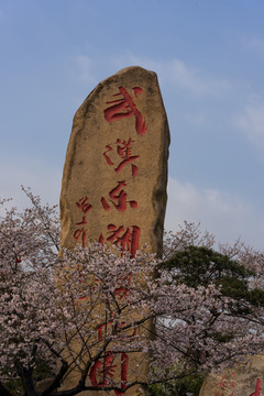 中国湖北武汉东湖磨山樱园樱花