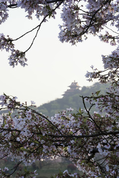中国湖北武汉东湖磨山樱园樱花