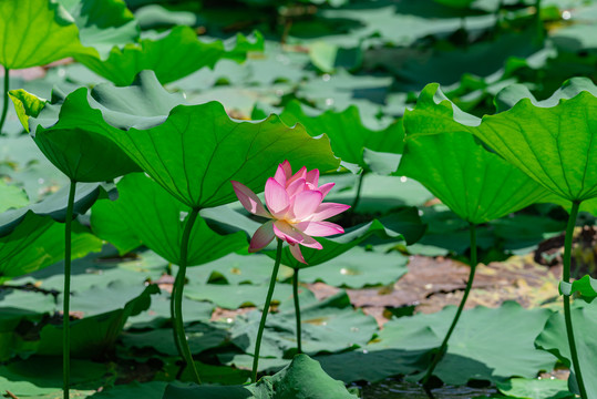 夏日荷花池莲花绽放