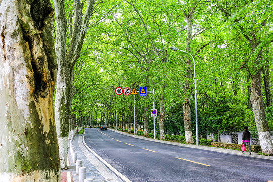 绿荫道路