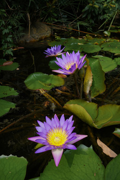 紫睡莲莲池