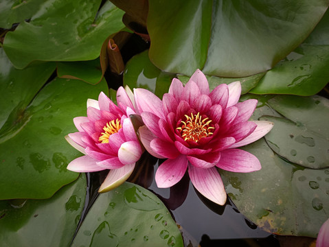 睡莲花特写