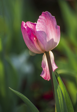 郁金香花卉