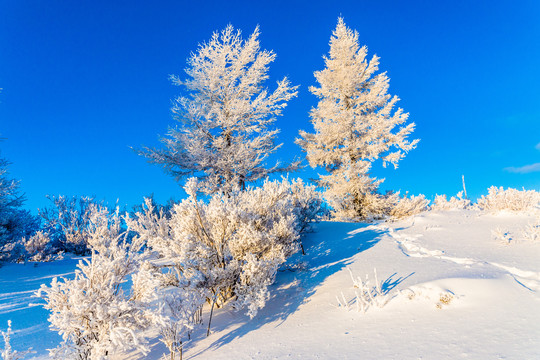 雪地雪原雾凇