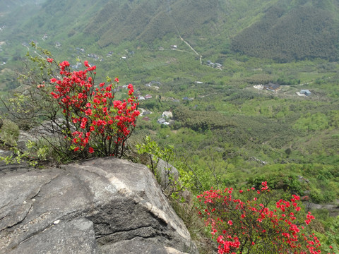 汤公山杜鹃花