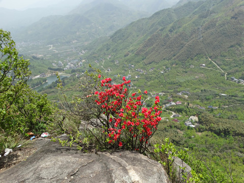 汤公山杜鹃花