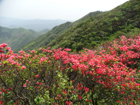 汤公山杜鹃花海