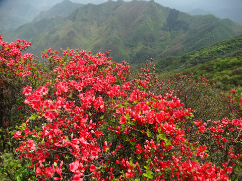 汤公山杜鹃花海