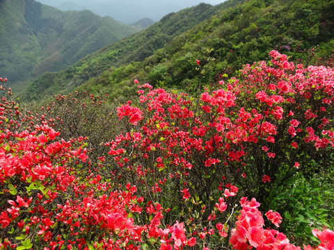 汤公山杜鹃花海