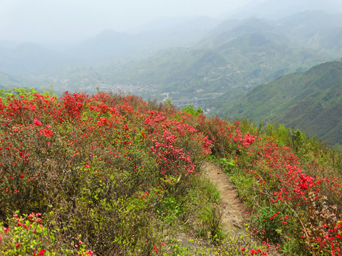 汤公山杜鹃花海