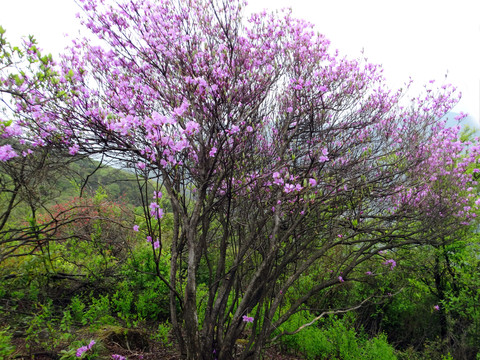 汤公山杜鹃花王