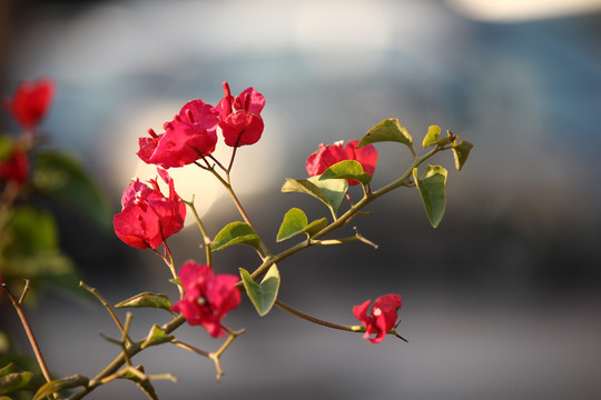 叶子花