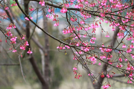 樱花