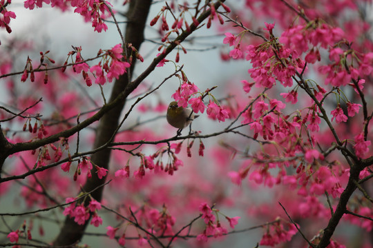 樱花