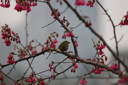 樱花