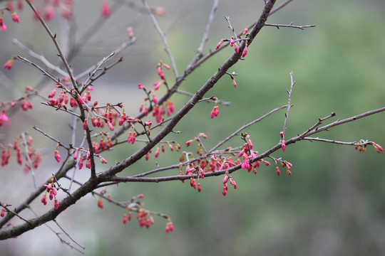 樱花