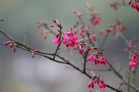 樱花