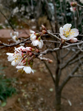 樱桃花