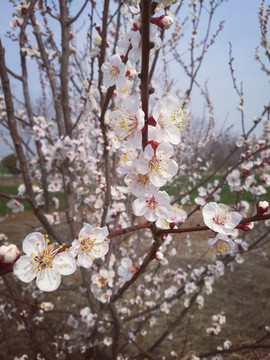 樱桃花