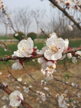 樱桃花