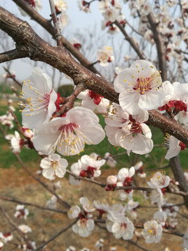 樱桃花