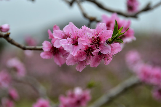 桃花