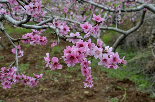 桃花