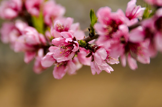 桃花