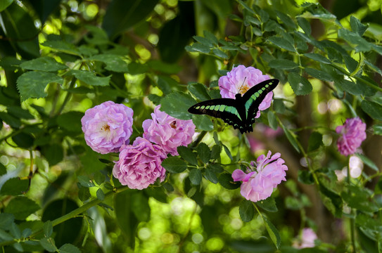 樱花