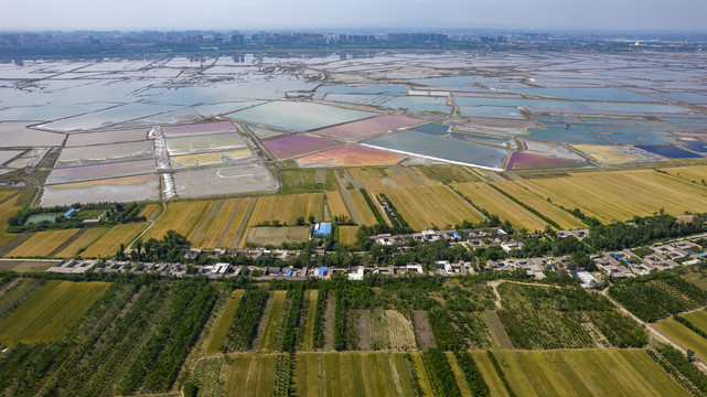 山西运城盐湖麦田