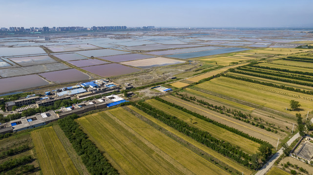 山西运城盐湖麦田