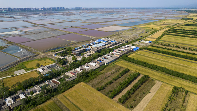 山西运城盐湖麦田