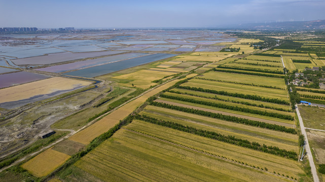 山西运城盐湖麦田