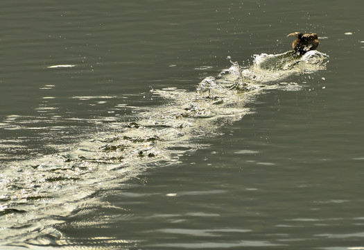 水鳥覓食