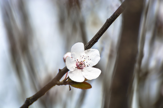 樱花