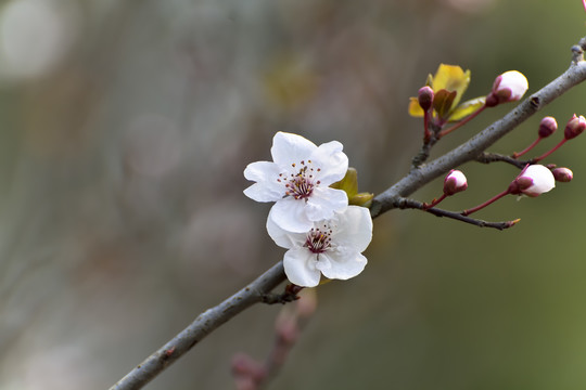 樱花