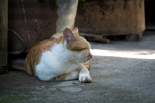 睡午觉的猫